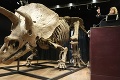 Napínavá aukcia až do poslednej chvíle: Nový majiteľ získal kostru najväčšieho triceratopsa za rekordnú sumu
