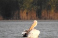 Ornitológov potešil nezvyčajný úkaz pri Michalovciach: Prečo sa k nám zatúlal ružový pelikán?