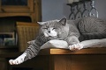 Mačky sú lenivejšie, než sme tušili: Skrýva sa tu maškrta?