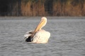 Ornitológov potešil nezvyčajný úkaz pri Michalovciach: Prečo sa k nám zatúlal ružový pelikán?
