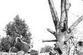 Medveď Wojtek bol legendárnym členom poľskej armády: O macovi vznikne animovaný film