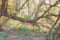 Hrôza v Banskobystrickom kraji: Objavili ďalšieho jeleňa s odrezanou hlavou