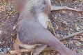 Hrôza v Banskobystrickom kraji: Objavili ďalšieho jeleňa s odrezanou hlavou