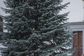 V hlavnom meste už stojí vianočný stromček: Jedľa z Dúbravky váži 2,1 tony!
