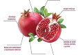 Patria medzi najzdravšie plody sveta – edícia MOY dokáže podporiť oslabenú imunitu!