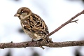 Ktoré vtáky zostávajú v zime s nami: Sú pripravené prečkať mráz až -25 °C