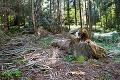 Vlastníci lesa majú ťažké srdce na štátny podnik, ktorý k nim poslal pilčíkov: Ťažbu v hore vyšetruje kriminálka!