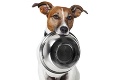 7 mýtov o strave psíkov: Kúpiť miláčikovi granuly, konzervy alebo mu variť?