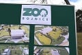 Jesenný baby boom v Bojniciach nekončí: Zoo chystá ďalšie prekvapenie, prvý raz v histórii pribudne aj populárne zviera