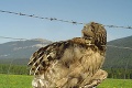 Ranená sova, ktorú našli na D1 pri Liptovskom Mikuláši: Skvelé, čo sa podarilo