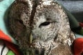 Ranená sova, ktorú našli na D1 pri Liptovskom Mikuláši: Skvelé, čo sa podarilo