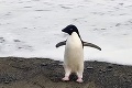 Dobrý deň! Som tu správne? Tučniak z Antarktídy omylom preplával 3 000 km na Nový Zéland