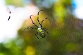 Americký štát Georgia zaplavili milióny obrích pavúkov: Obyvatelia zažívajú scény ako z hororu