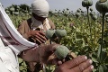 OSN zdvíha varovný prst: Produkcia ópia a metamfetamínu v Afganistane narastá, vážne obavy