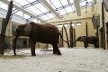 Slonice z Maja a Gula si zvykajú na novinku: V bojnickej zoo cvičia chránený kontakt