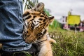 Historický krok v boji za slobodu divých zvierat: Francúzsko odhlasovalo zákaz ich využívania v cirkusoch
