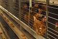 Slovenskí chovatelia nosníc v problémoch: Ako stúpli náklady na jedno vajce