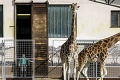 ZOO Bratislava ponúka neopakovateľný zážitok: Vianočné rande s ...