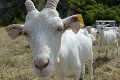 Polícia rieši bizarný prípad: Z lúky pri obci Bystré zmizli kozy v hodnote 1000 eur