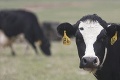 EP chce ukončiť týranie zvierat: Ubližujeme dobytku aj našim farmárom, skonštatoval europoslanec Hojsík