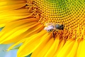 Slovenský včelársky projekt centrom medzinárodnej pozornosti: Významné uznanie