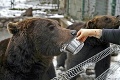 Bohatá nádielka v kontaktnej zoo na Liptove: Tieto dobroty dostali zvieratká od Mikuláša