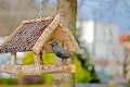 Pri zimnom prikrmovaní vtáčikov si dajte pozor: Toto do kŕmidiel nepatrí a naopak, na čom si pochutnajú?