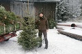 Koľko tento rok zaplatíme za vianočný stromček? Nový Čas zmapoval ceny naprieč Slovenskom