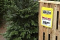 Koľko tento rok zaplatíme za vianočný stromček? Nový Čas zmapoval ceny naprieč Slovenskom