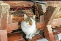 Tatranská chata sa musí zbaviť svojich mačiek: Nariadenie ochranárov vyvolalo búrku