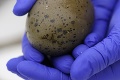 Vedci našli 66 miliónov rokov staré vajce: Z toho, čo je vo vnútri, sú uchvátení