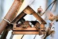 Ak chcete prikrmovať vtáčiky, treba myslieť na TOTO: Tri pravidlá pre umiestnenie kŕmidla!