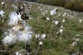 Ochranári bijú na poplach pred nebezpečnou inváznou rastlinou: Takto bojujú proti glejovke!