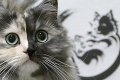Domáci miláčik pripomína Cruellu de Vil: Mačka dvoch tvárí