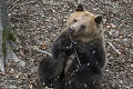 Poplach v okolí českého mesta: Policajný vrtuľník pátra po medveďovi