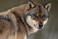 Polícia pátra po pytliakovi: Strašné! V lese pod Tatrami bez milosti zastrelil vlka