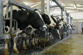 Agrorezort reaguje na rozhorčený zväz prvovýrobcov mlieka: Splní požiadavky SZPM?