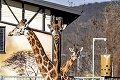 Smutná správa z bratislavskej zoo: Pri páde uhynula najstaršia žirafa Tejla