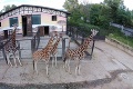Smutná správa z bratislavskej zoo: Pri páde uhynula najstaršia žirafa Tejla
