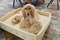Prešovská podnikateľka vymyslela unikátne postele pre psy: Slová plné chvály od veterinára
