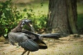 Do bojnickej zoo pribudol ďalší zobákorožec: Henrymu priviezli nevestu až z Francúzska