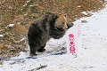 Statný medveď Žabo testoval odpadkové koše: Ako dopadol jeho súboj so smetiakmi?