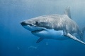 Žraloky vlani zaútočili na ľudí v desiatkach prípadoch: Smutná štatistika obetí