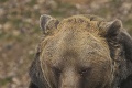 Košická zoo oslavuje 20. výročie od výnimočnej udalosti: Takto ich vtedy prekvapila medvedica!