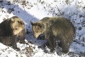 Košická zoo oslavuje 20. výročie od výnimočnej udalosti: Takto ich vtedy prekvapila medvedica!