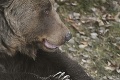 Košická zoo oslavuje 20. výročie od výnimočnej udalosti: Takto ich vtedy prekvapila medvedica!