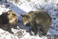 Košická zoo oslavuje 20. výročie od výnimočnej udalosti: Takto ich vtedy prekvapila medvedica!