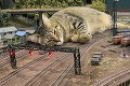 Nezvyčajná záchrana kaviarne: Invázia gigantických mačiek