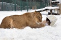 Levíčatá v kontaktnej zoo v Liptovskom Mikuláši oslavujú 4. narodeniny: Pozrite, ako už vyrástli