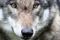 Hrozný pohľad: Na území Tatranského národného parku našli ďalšieho zastreleného vlka